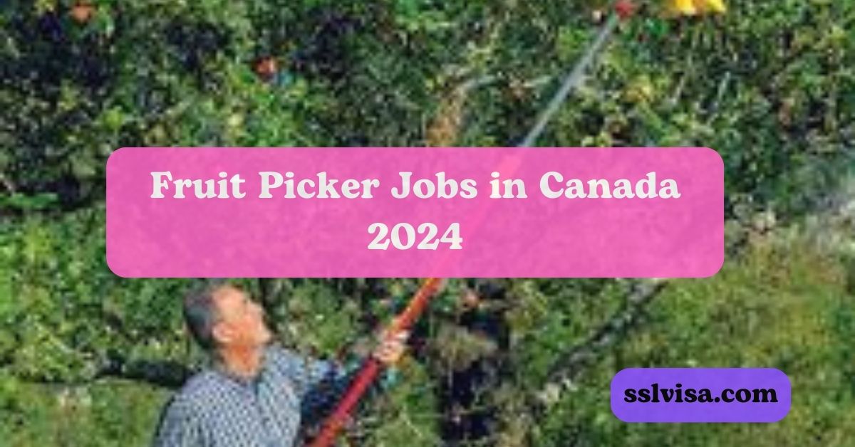 Fruit Picker Jobs in Canada  2024 Are you seeking a fruit picker job? This opportunity is for you. Australia Kalwood Farms Ltd. is hiring Fruit Pickers in Winfield, BC. There is a full-time, seasonal outdoor job that is perfect for people who love agriculture and hard labor. Join their team and apply now!