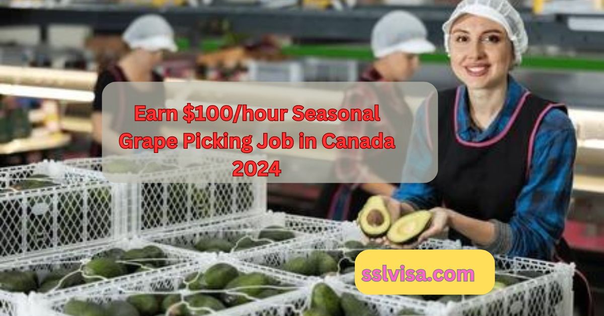 Earn $100/hour Seasonal Grape Picking Job in Canada 2024